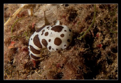 Sea Slug @ St.Margherita Ligure (Discodoris atromaculata) by Christophe Warpelin 